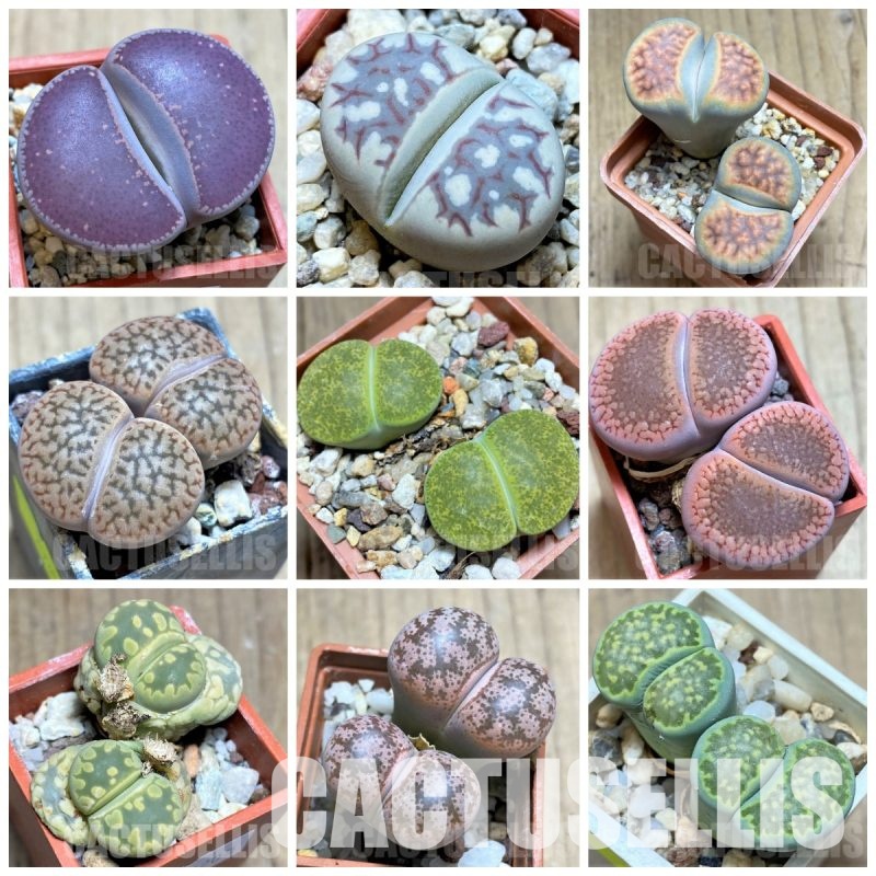 LOT880  100 SEEDS Lithops mix, harvest 2025