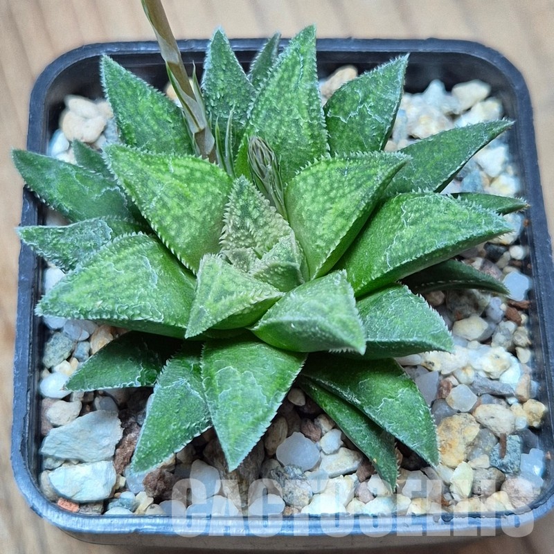 VVG25534 Haworthia parksiana x 'Metarika' seedling