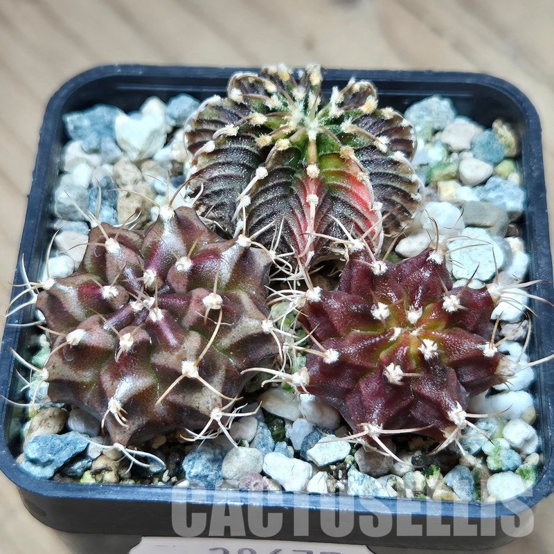 VVG29675 Gymnocalycium  mihanovichii+ friedrichii hybrid mix 3 plants seedling