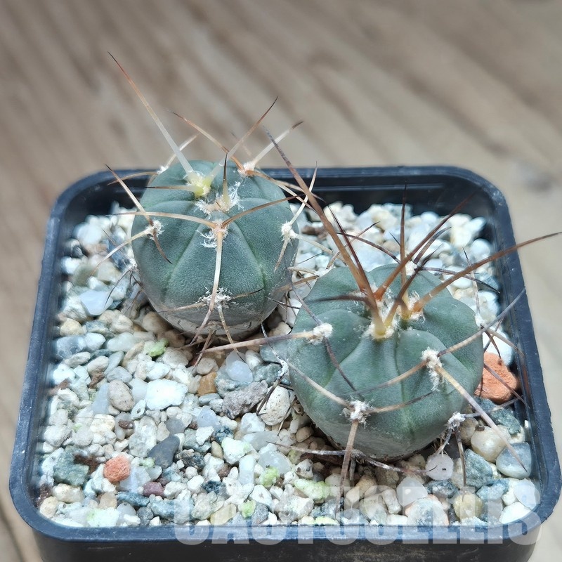 VVG29677 Gymnocalycium cardenasianum -Khores- 2 plants seedling
