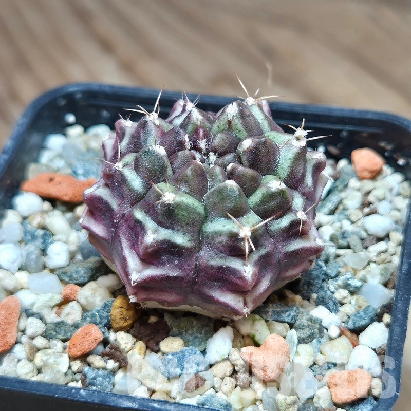 VVG29678  Gymnocalycium mihanovichii 'Day Dream'