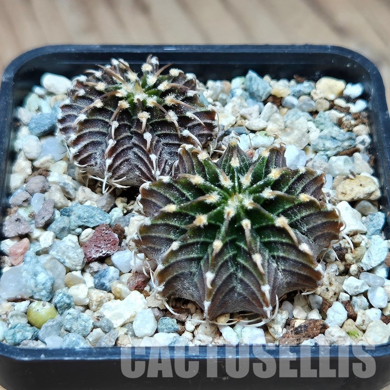VVG29679 Gymnocalycium friedrichii -Agua Dulce- 2 plants seedling