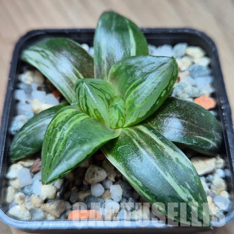 VVG29686 Haworthia obtusa hybrid f.variegata RU-2