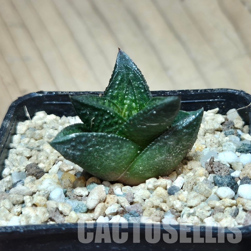 VVG29697 Haworthia nigra x koelmaniorum cutting