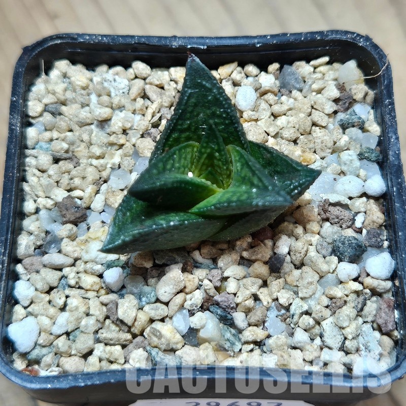 VVG29697 Haworthia nigra x koelmaniorum cutting - Image 2