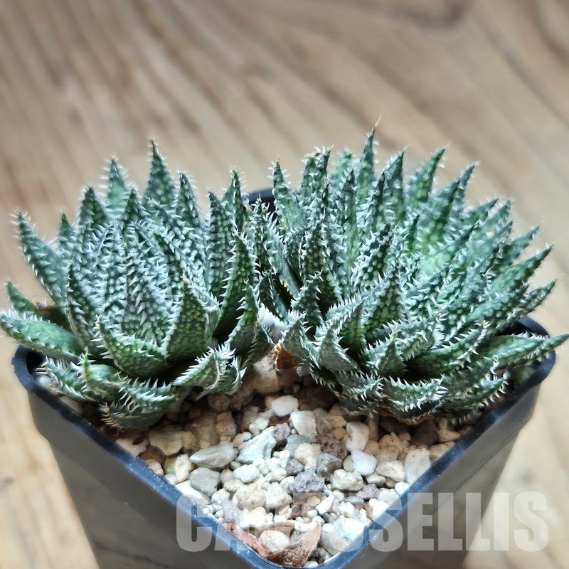 VVG29698 Haworthia herbacea -25 km NW Villersdorp- 2 plants seedling