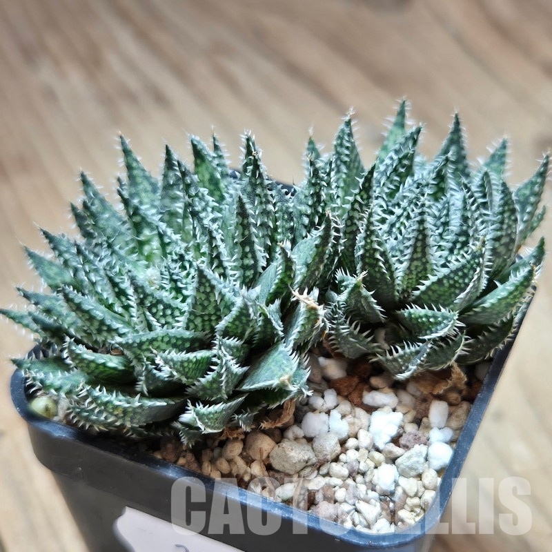 VVG29698 Haworthia herbacea -25 km NW Villersdorp- 2 plants seedling - Image 2