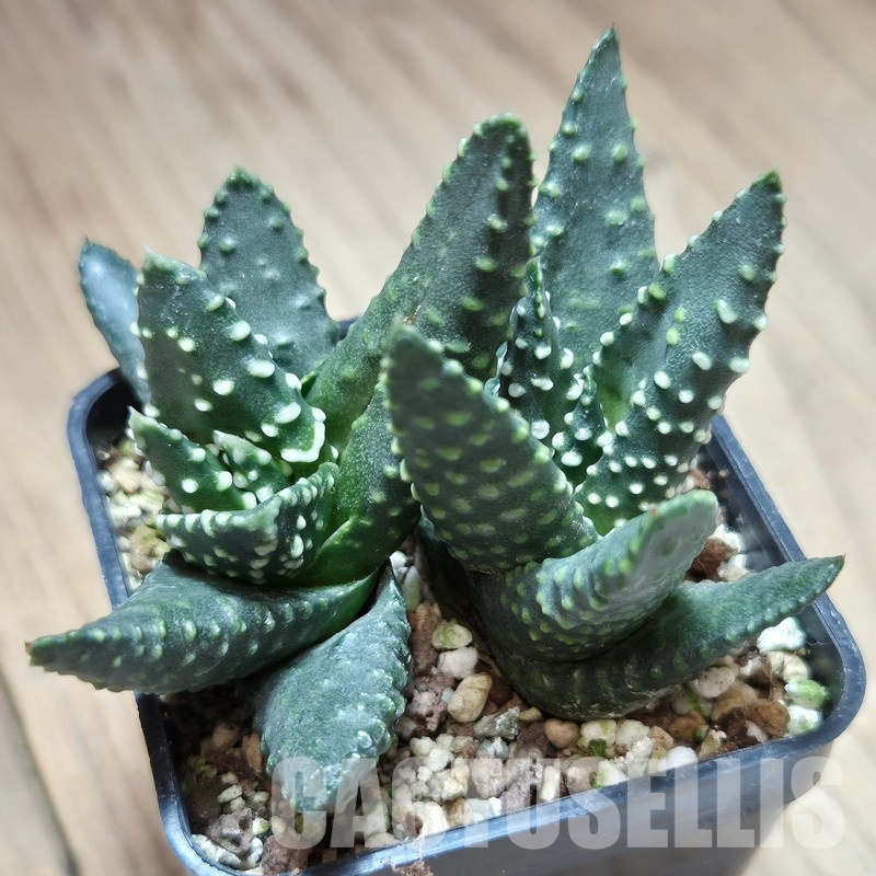 VVG29699 Haworthia maxima -Hear Worcester Airoport- 2 plants seedling
