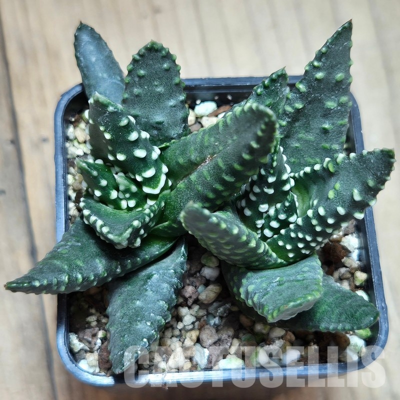 VVG29699 Haworthia maxima -Hear Worcester Airoport- 2 plants seedling - Image 2