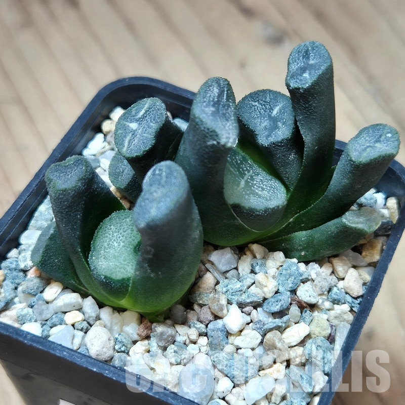 VVG29700 Haworthia maughanii -Japan- 2 plants seedling