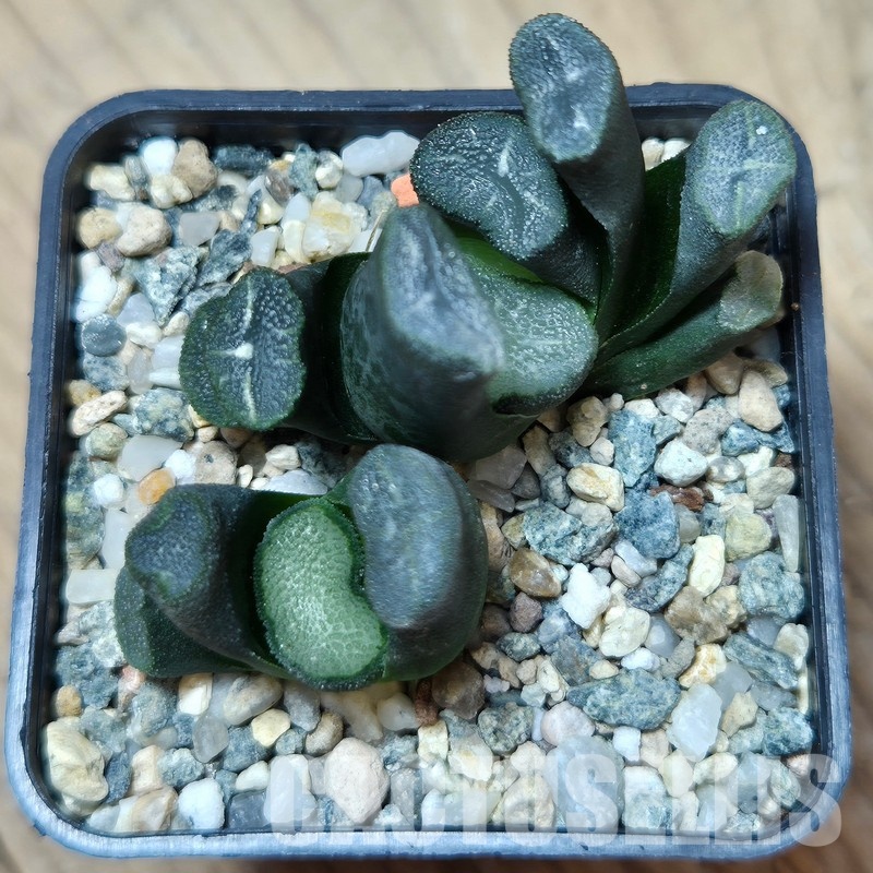 VVG29700 Haworthia maughanii -Japan- 2 plants seedling - Image 2
