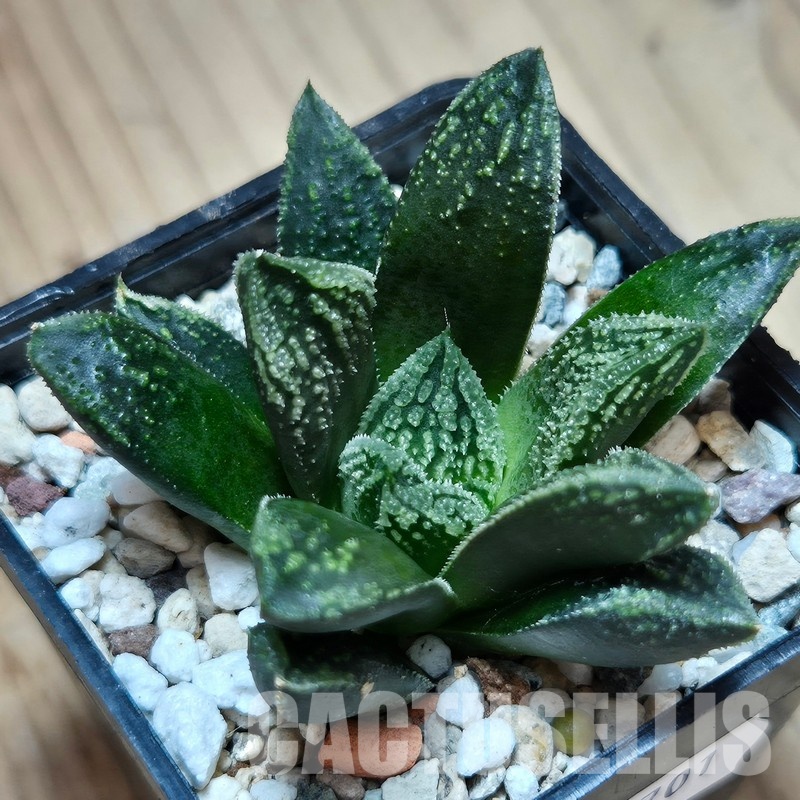 VVG29701 Haworthia ‘Kegazato’ x picta -Japan- x ‘Yulia’ hybrid F2 seedling - Image 2