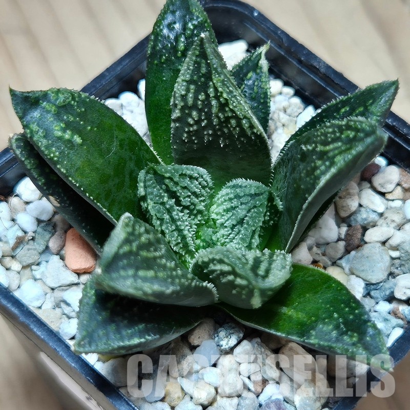 VVG29701 Haworthia ‘Kegazato’ x picta -Japan- x ‘Yulia’ hybrid F2 seedling