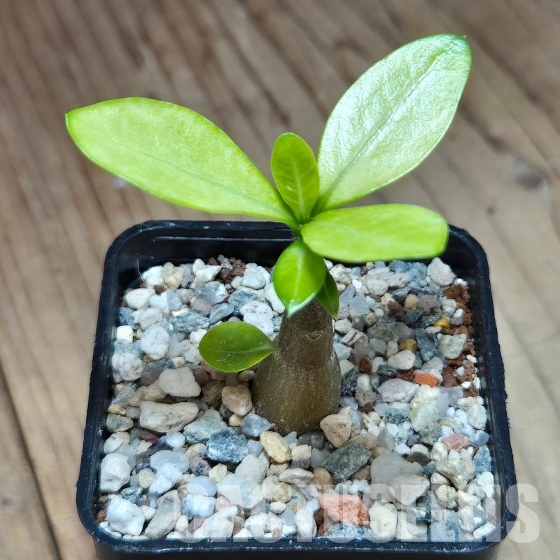 VVG29703 Adenium obesum hybrid mix f.variegata ? seedling