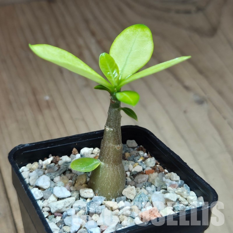 VVG29703 Adenium obesum hybrid mix f.variegata ? seedling - Image 2