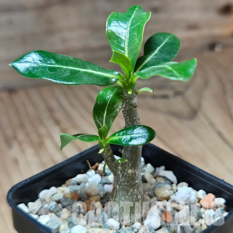 VVG29704 Adenium obesum hybrid mix seedling