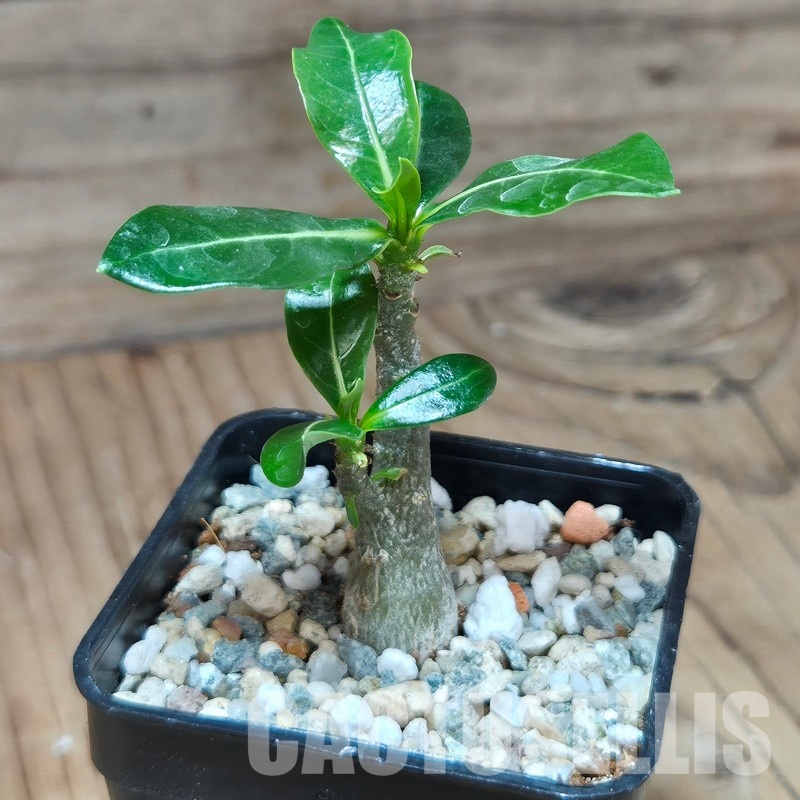 VVG29704 Adenium obesum hybrid mix seedling - Image 2