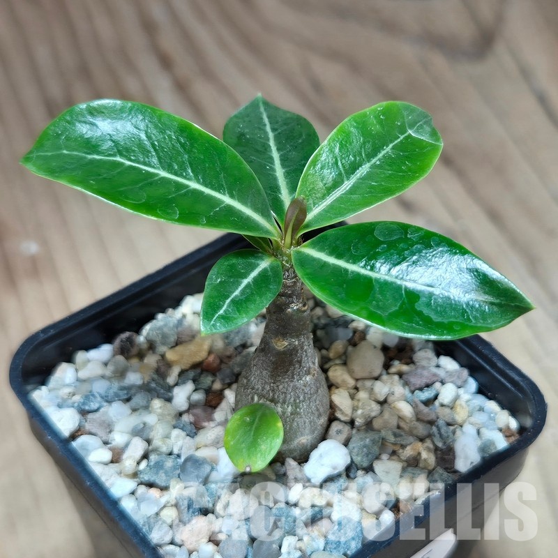 VVG29705 Adenium obesum hybrid mix seedling