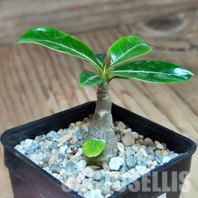 VVG29705 Adenium obesum hybrid mix seedling - Image 2