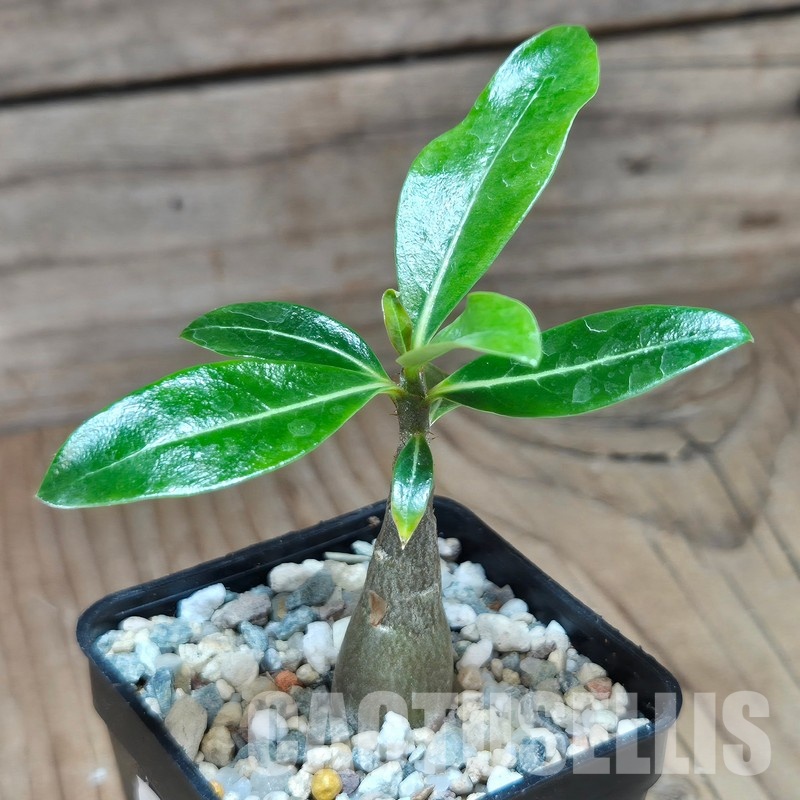 VVG29706 Adenium obesum hybrid mix seedling