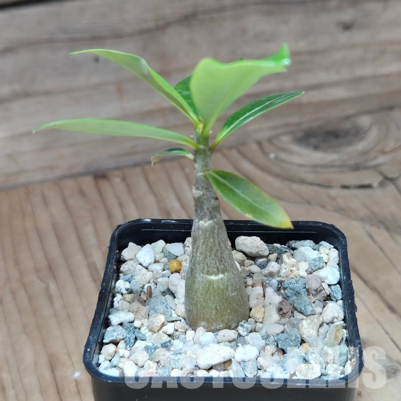 VVG29706 Adenium obesum hybrid mix seedling - Image 2