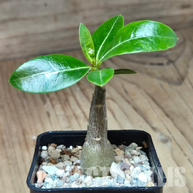 VVG29707 Adenium obesum hybrid mix seedling