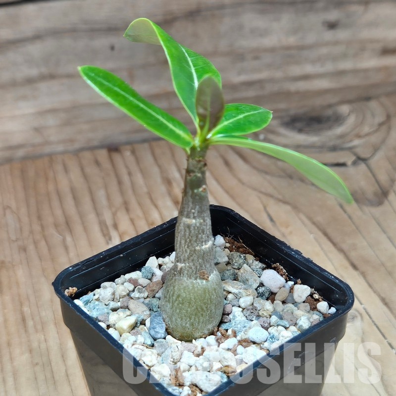 VVG29707 Adenium obesum hybrid mix seedling - Image 2