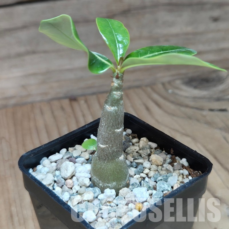 VVG29708 Adenium obesum hybrid mix seedling - Image 2