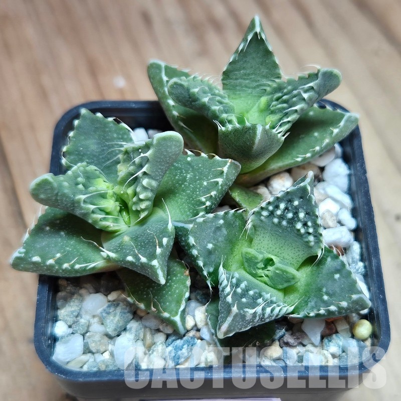 VVG29709 Faucaria tuberculosa 3 plants seedling - Image 2