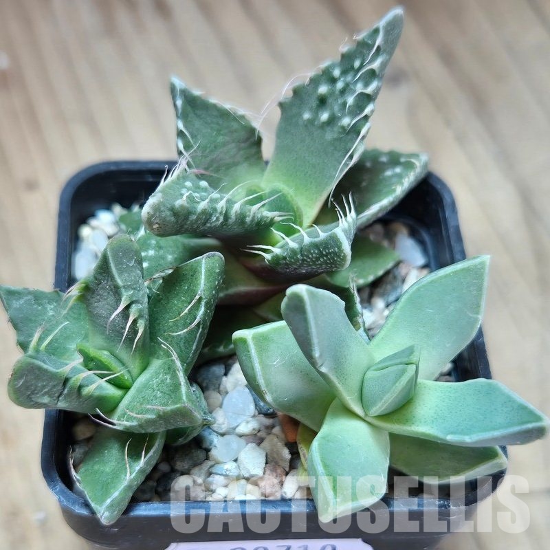 VVG29710 Faucaria mix 3 plants seedling