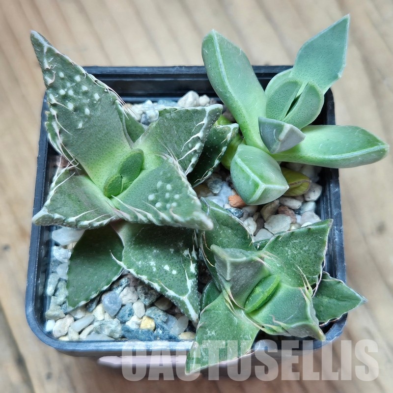 VVG29710 Faucaria mix 3 plants seedling - Image 2