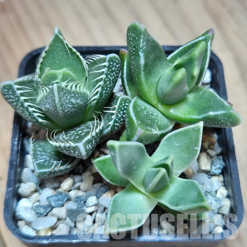 VVG29711 Faucaria mix 3 plants seedling - Image 2