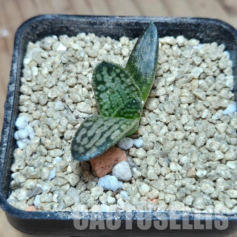 VVG29713 Haworthia koelmaniorum ‘Silver Tarantula’