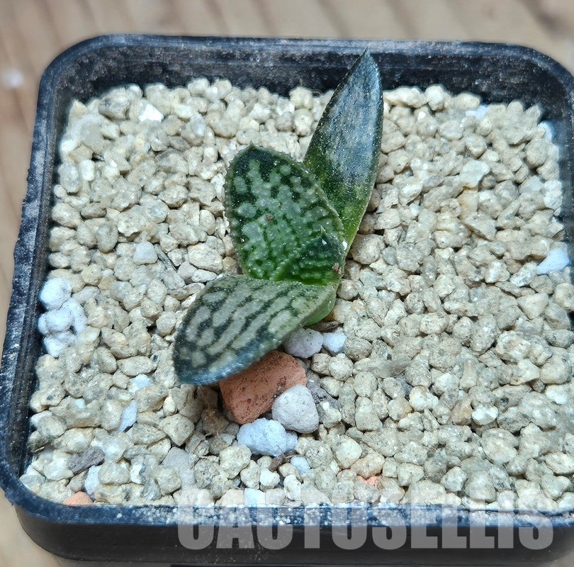 VVG29713 Haworthia koelmaniorum ‘Silver Tarantula’