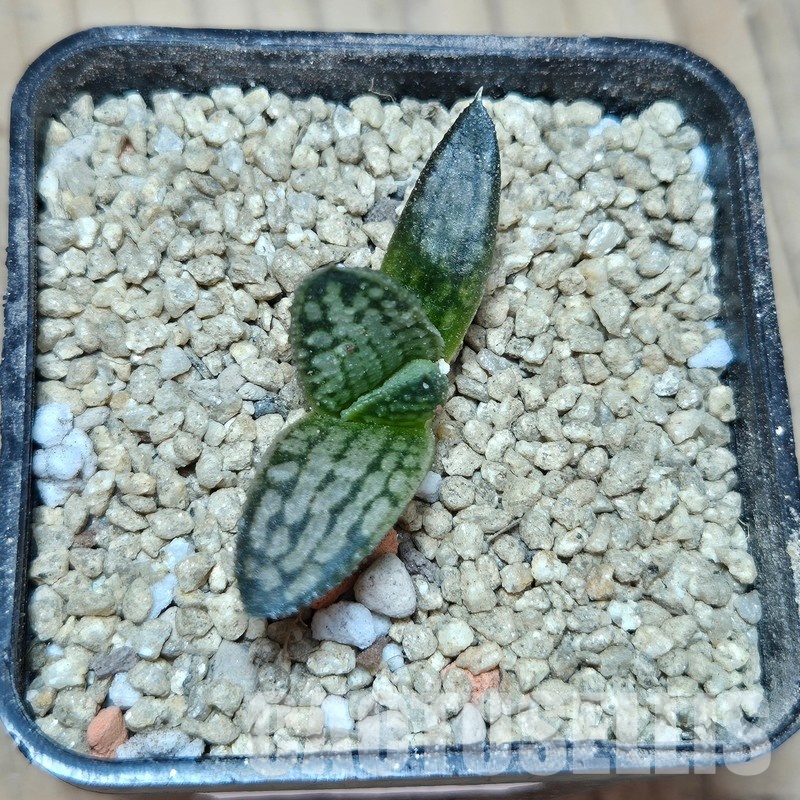 VVG29713 Haworthia koelmaniorum ‘Silver Tarantula’ - Image 2