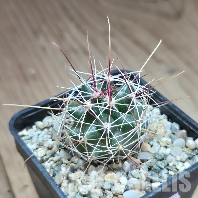 VVG29714 Ferocactus haematacanthus -El Amparo-