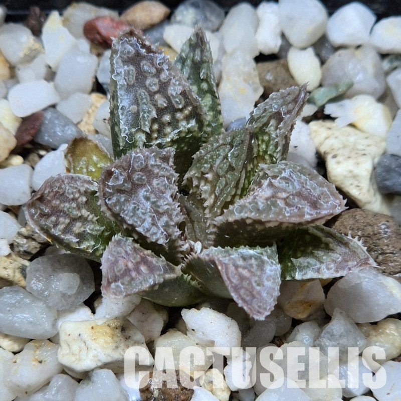 VVG30351 Haworthia 'Black Mayor' x 'Yulia' clon1 cutting