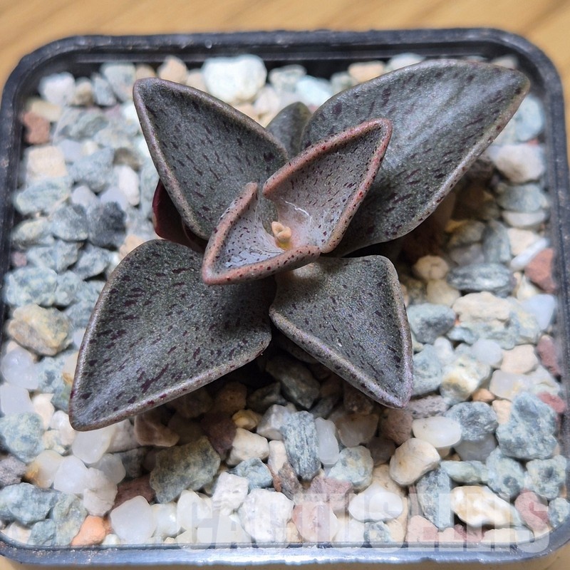 VVG31038 Lenophyllum guttatum