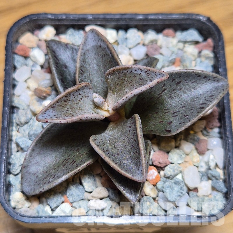 VVG31039 Lenophyllum guttatum