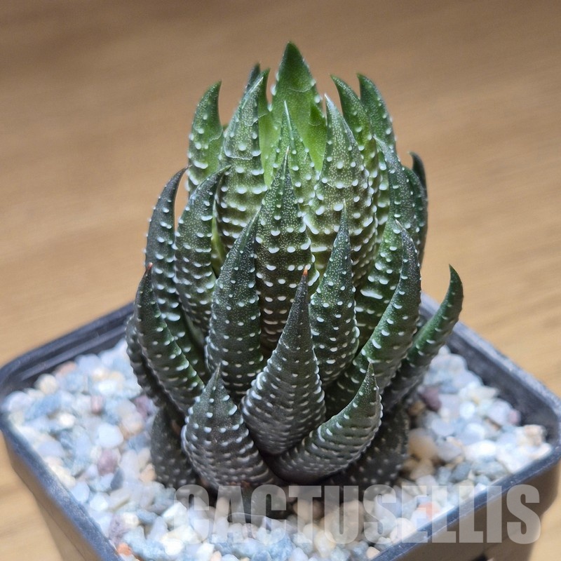 VVG31045 Haworthia coarctata -Kariega-
