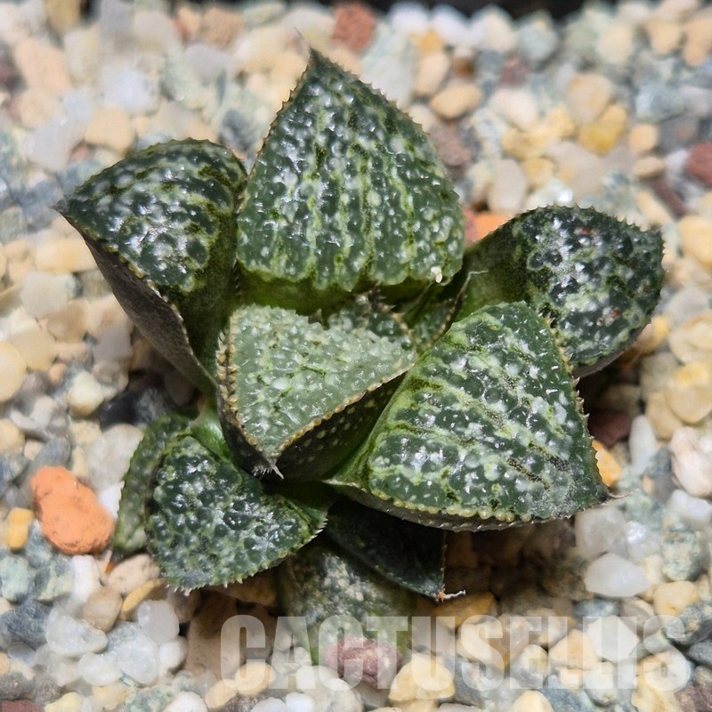 VVG31046 Haworthia splendens 'Yuki Keshiki' hybrid