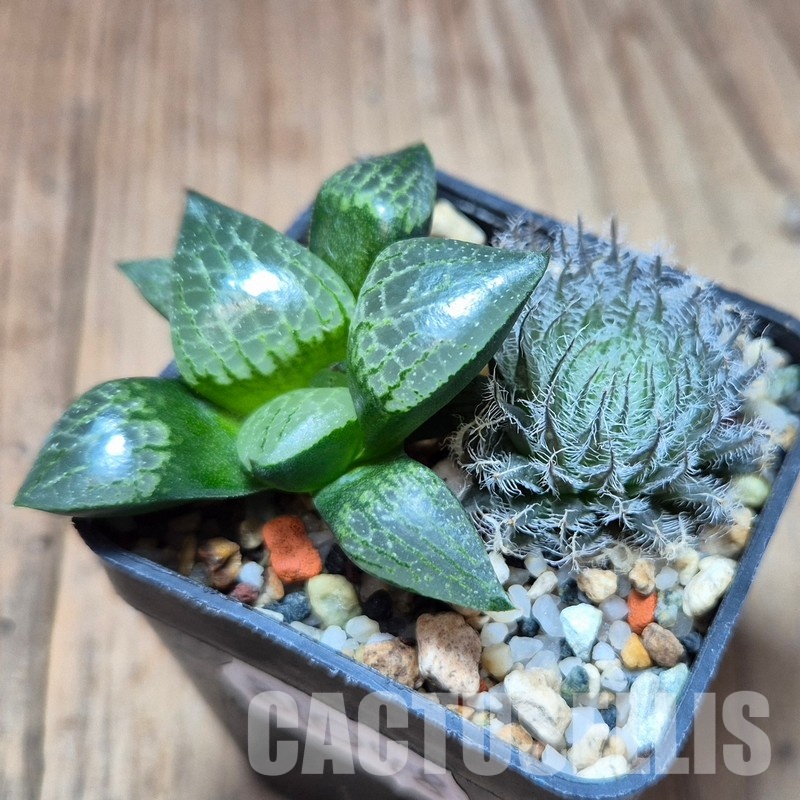 VVG31048 Haworthia odetteae + comptoniana ‘Crystal’ seedling 2 plants