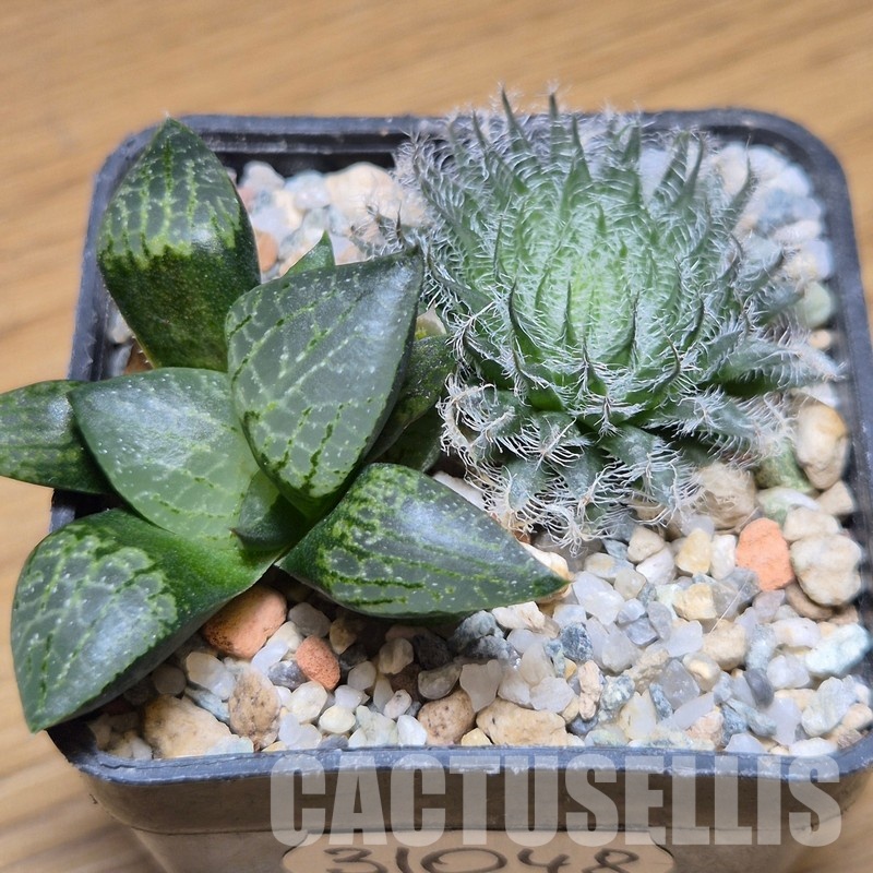 VVG31048 Haworthia odetteae + comptoniana ‘Crystal’ seedling 2 plants