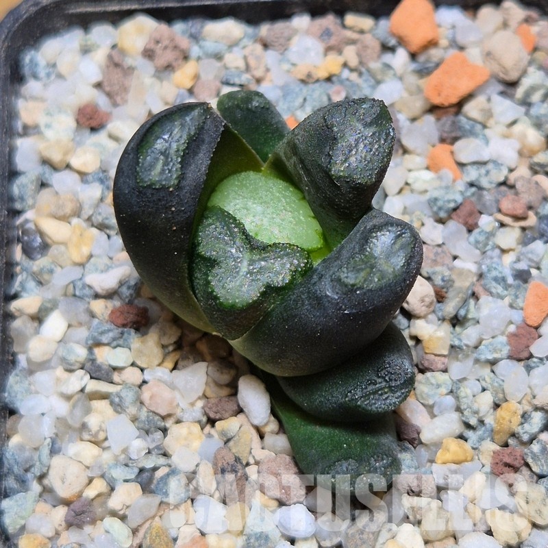VVG31049  Haworthia maughanii  -Japan- seedling