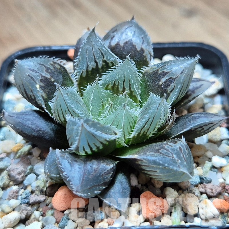 VVG31050 Haworthia ‘Kegazato’ x cooperi x venusta x obtusa ‘Purple Dodson’ seedling