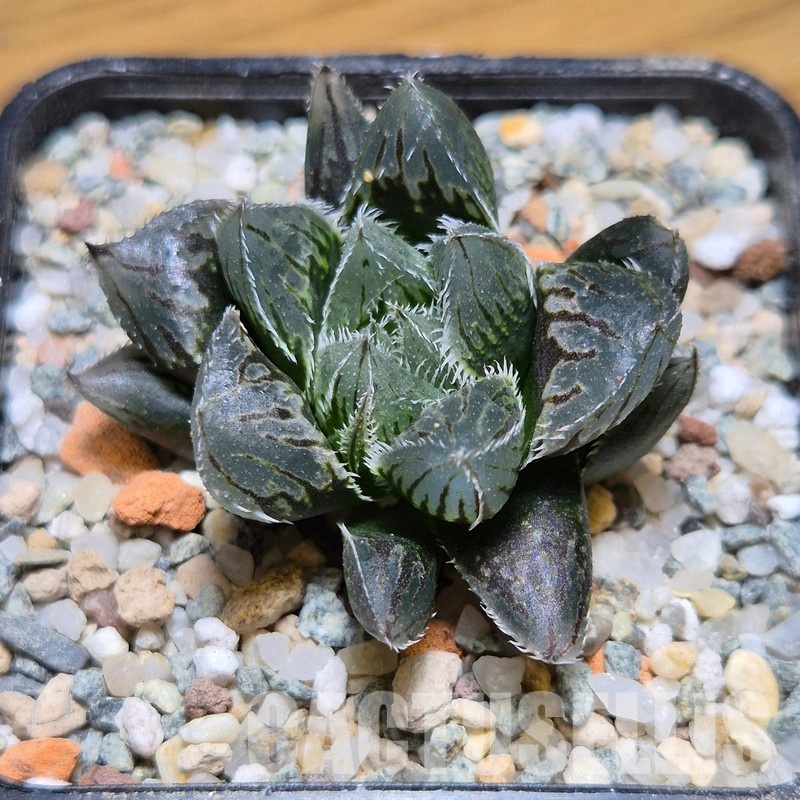 VVG31050 Haworthia ‘Kegazato’ x cooperi x venusta x obtusa ‘Purple Dodson’ seedling