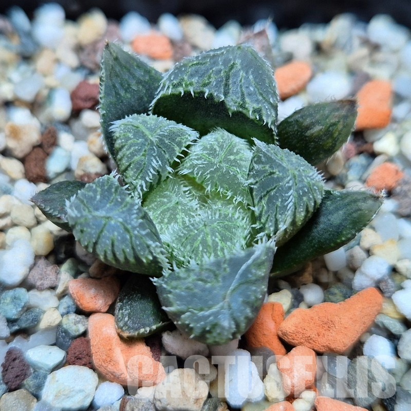 VVG31051 Haworthia ‘Kegazato’ x cooperi x venusta x obtusa ‘Purple Dodson’ seedling