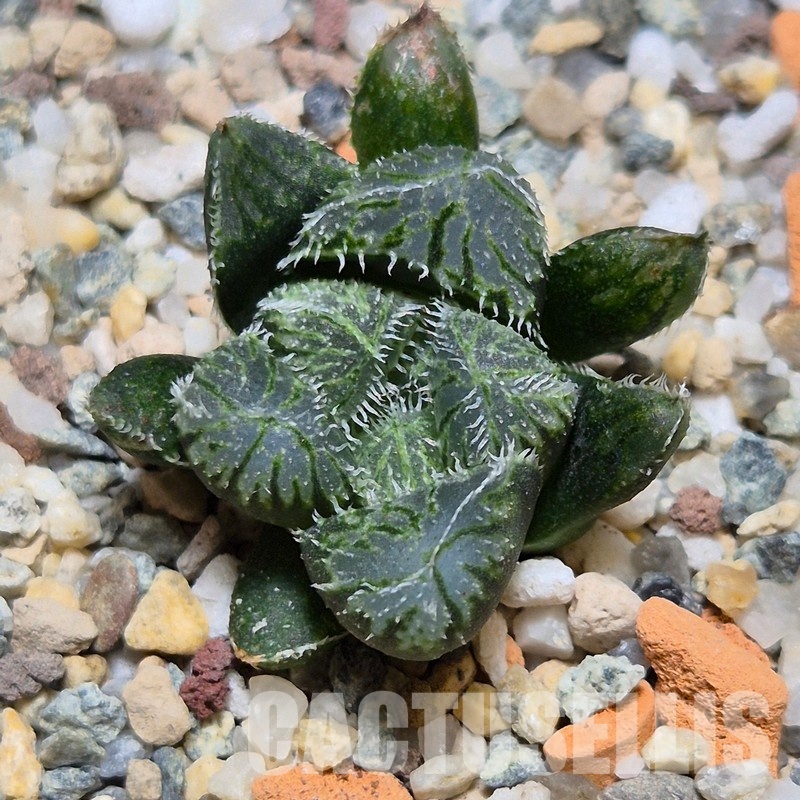 VVG31051 Haworthia ‘Kegazato’ x cooperi x venusta x obtusa ‘Purple Dodson’ seedling