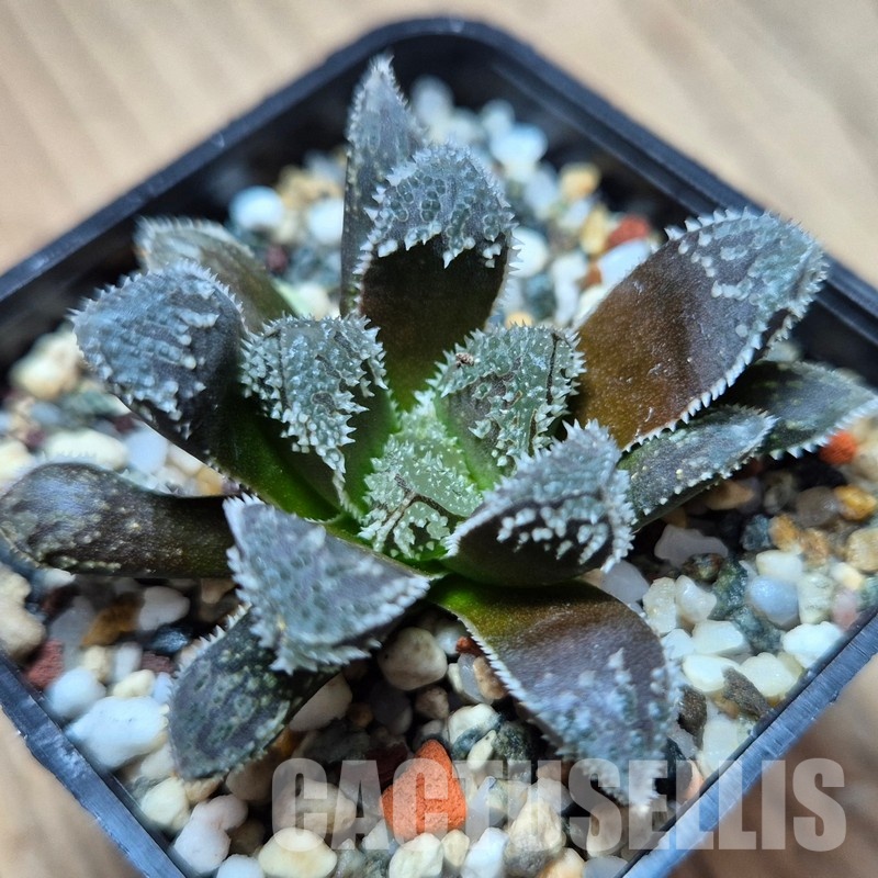 VVG31052 Haworthia ‘Kegazato’ x cooperi x venusta x clon22 + clon25 seedling