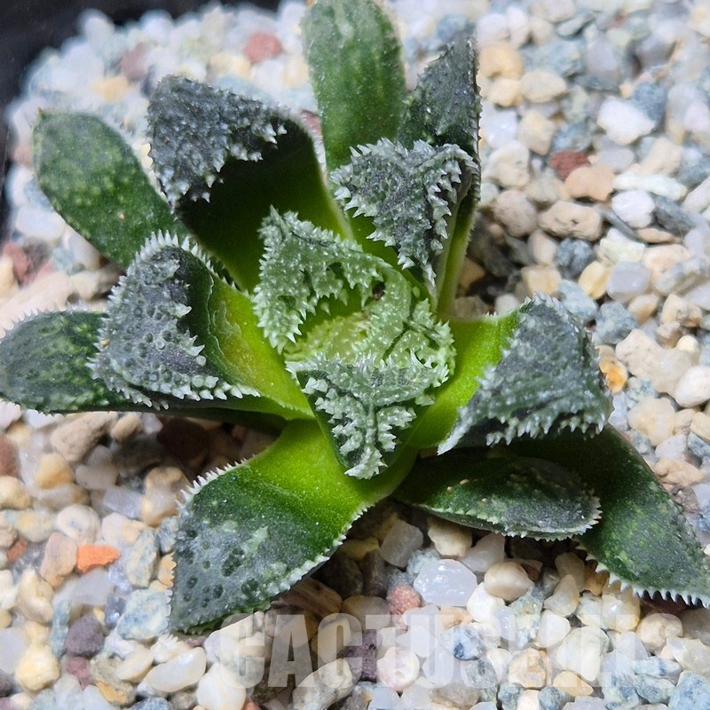 VVG31052 Haworthia ‘Kegazato’ x cooperi x venusta x clon22 + clon25 seedling